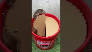 Can Mice Learn to Avoid Traps? The Truth Revealed! #rat #rattrap #ratzapper #mousetrap #mouse #trap