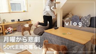 【暮らし】購入品紹介とおまけ動画/プラスワンで栄養ご飯/５０代夫婦の趣味時間