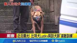 芝麻街前董座咬人比特犬Lucky 近況曝光! 近況曝光! 比特犬Lucky與訓犬師"減敏訓練" 北市動保處沒入3個月 比特犬可與訓犬師互動｜三立新聞網 SETN.com