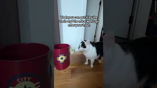 #shorts Cat or EarthKind?