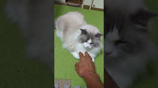 あむの日常34　#ねこ #猫 #cat #子猫 #ねこのいる生活 #猫のいる暮らし #猫動画 #動物 #音楽 #bgm