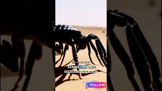 DESERT BATTLE: SCORPION VS LIZARD SHOWDOWN! #wildlifebattle #animalinsight #shorts #viralvideo