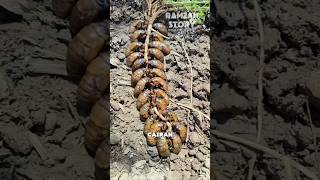 Hundreds of Tonggeret Tails Livestock 😱