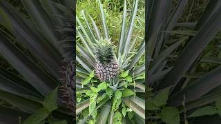 WILD PINEAPPLES In The Jungle 🍍| Good Vibes Thailand #pineapple #junglelife  #tropicalfruit #fruit