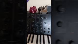 Whimsical Quip#analogsynth #korgms20 #sound #cuteanimals