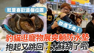 豹貓逛寵物展爽躺防水墊　抱起又跳回：太蘇胡了啦｜#寵物雲