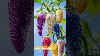 #fruit #food #garden #nature #滇西小哥 #lýthịca #harvest #dianxixiaogecooking