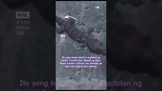 buntot ng lizard tutubo pala pg naputol.#ytshortvideo#shortsfeed#lizard#tail#buntot#reptile#update