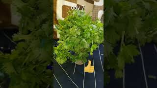 how to store coriander leaves fresh for the long time without fridge 👍👍 #shorts #short