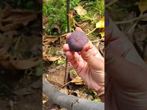 Fig #अंजीर #fruit