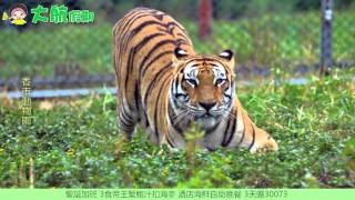 大航假期30073 聖誕加班 3食帝王蟹鮑汁扣海參 酒店海鮮自助晚餐 3天團