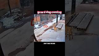 Guard dog vs mad dog #trending #animals #wildlife #youtubeshorts #youtube #shorts #dog #dogs#chicken