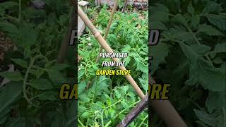 Discover the Secret to Using Bamboo Sticks Effectively in Gardening #marysnest #shorts