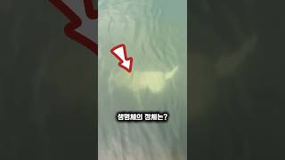 물속 괴생명체의 충격적인 정체!