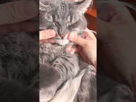 【ココが好き】口を上にクィッてやるの好きなの伝われっ！🐈♡(I like cat's mouth)#cat #猫のいる暮らし #ねこ #ねこのいる生活 #猫 #猫のいる生活 #ねこ動画 #猫動画