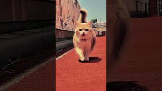 Controlme manipulates me, cute pet debut plan, is it too cute, who can reject such a cute kitten