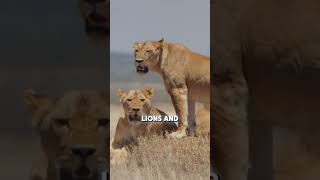 The Great Migration Explained in 45 Seconds #thegreatmigration #maasaimara #serengeti #wildebeest