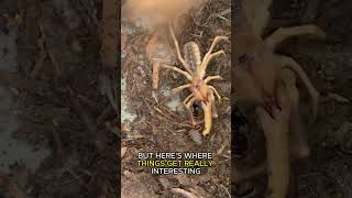 Camel Spider -- "Desert Nightmare: