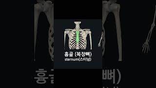 해부학 뼈대 영어발음 단어장 (손, 발 제외)