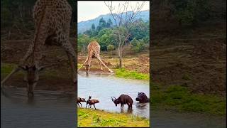 Nature’s Chaos: Wildebeest Caught Between Wild Dogs & Hippo—Jaw-Dropping Scene