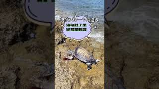 在地中海看到一只海龟～它竟然不动了？#保护海洋环境#海岛大玩家#旅行推荐官
