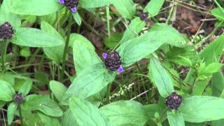 Selfheal, ウツボグサ