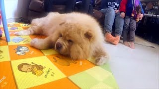 老鬆獅犬太掛住亡犬日日望門口 煉狗術師 Eric Ko 用遊戲同玩具令佢生猛返 (寵物狗救星 - 超級馴犬師 EP06-4)