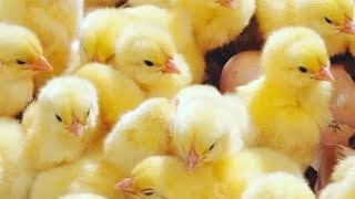 How To Start Day Old Chicks Supply Business. Generate Over 1million Monthly Without A Hatchery.