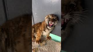 🐯🐯🐯OMG!!! so fierce tiger cub 😂😂😂#tigercub  #tiger #kitten #cute #kitty #zoo #adorable