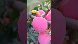 Enjoy Beautiful colourful Fruits 🍌🍑🍒🍉😋 | #shorts #fruits #fruitvideos #asmr #fruitcutting #ytshorts