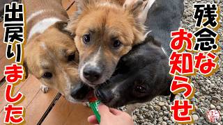 【保護犬　子犬】残念なお知らせ＋おまけコーナー