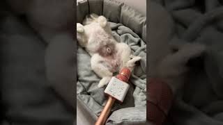 Dog scared of himself #crazydog #funnydog #funnyvideo #mydog #dog #ilovemydog