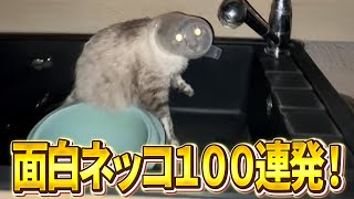 【え、エイリアンだよ...→なにしてんねん！ｗ】ツッコミどころ満載な猫のおもしろ動画100連発！パート19（鳴き声、子猫、かわいい）
