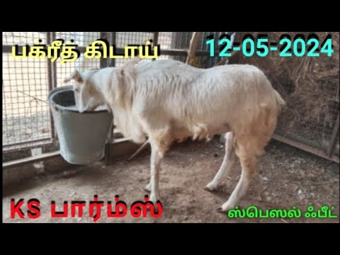 12.05.2024- Ks farms  Dharapuram-Just update