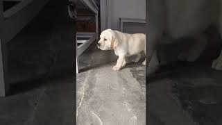 Labrador puppy top quality #doglover #quality #high #labrador