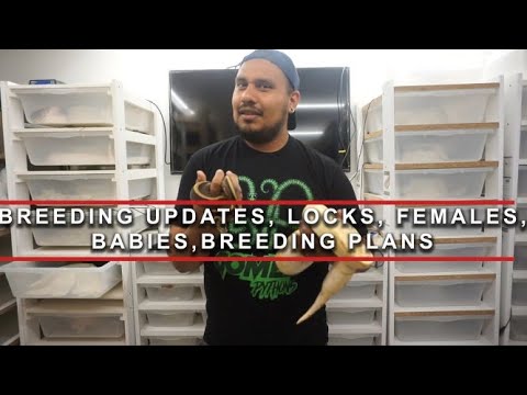 BREEDING, FEMALES, BABIES, AND LOTS OF UPDATES!