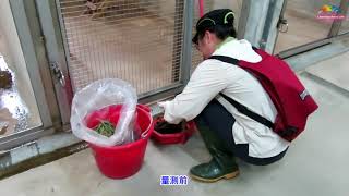 粉絲提問動物園能回應了~小貓熊「美可」寶寶一公一母！