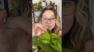 Pothos Plant Tour | Part 2: Neon Pothos + Care Tips 🌱