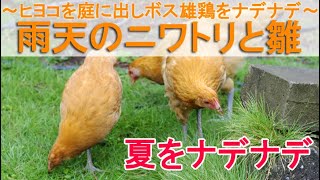雨天のニワトリと雛～ヒヨコをケージから庭に出してボス雄鶏をナデナデ～