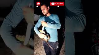 #snakelove #viral  RAT SNAKE