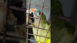 #short#viral#peach#fronted#conoure#video please subscribe my you tube chennal 🔔🔔🙏