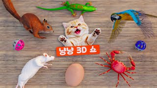 고양이가 좋아하는 영상・도마뱀, 쥐, 다람쥐, 밧줄, 도마뱀붙이, 비둘기, 게, 앵무새 잡기・3D game for cats・고양이가 좋아하는 영상 6시간