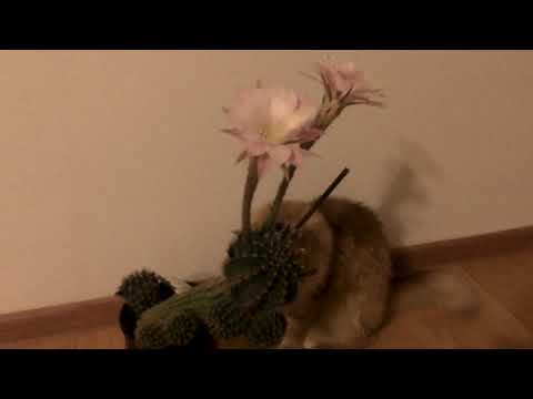 Pusa with a cactus :3
