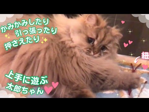 【紐さんと遊ぶの楽しいにゃ♡】噛んだり引っ張ったり押さえたり♪紐遊びを堪能する太郎ちゃん♡