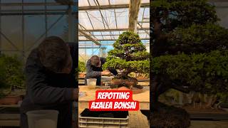 Repotting Azalea Bonsai. Transformation: See how it looks in full bloom #repotting #azalea #asmr