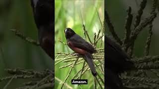AI FLIKI DEMO sample video for Video Tutorial