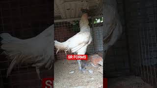 SR FORMS gari punjulu top quality breed available #pandem #rooster #topquality