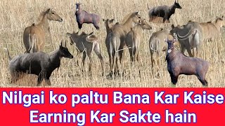 How Can We Earn Money From Nilgai Make Pat ? #techearth,