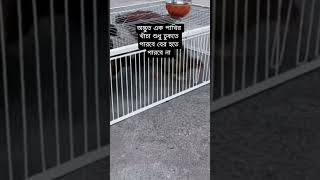 আজব পাখির খাচা #short