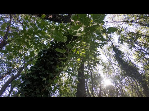 Trees of Bucharest 7 - a minute of relax in Tineretului Park
